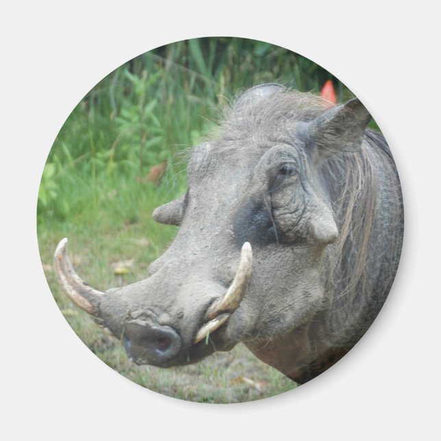 Aimant porcin10x10 (Devant)