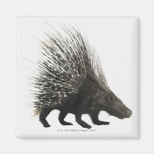 Aimant Porcupine