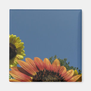 Aimant Portée pour le ciel !