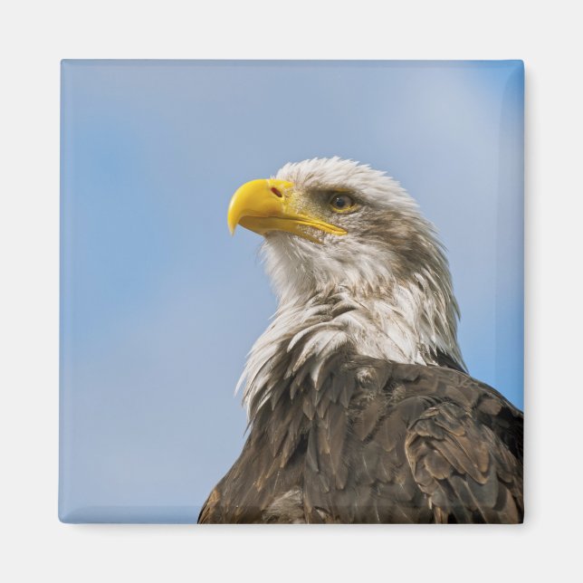 Aimant Portrait d'aigle américain dans la nature (Devant)