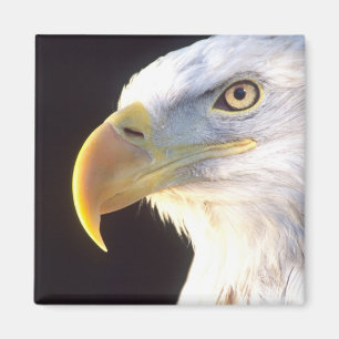 Aimant Portrait d'aigle royal, Haliaeetus leucocephalus,