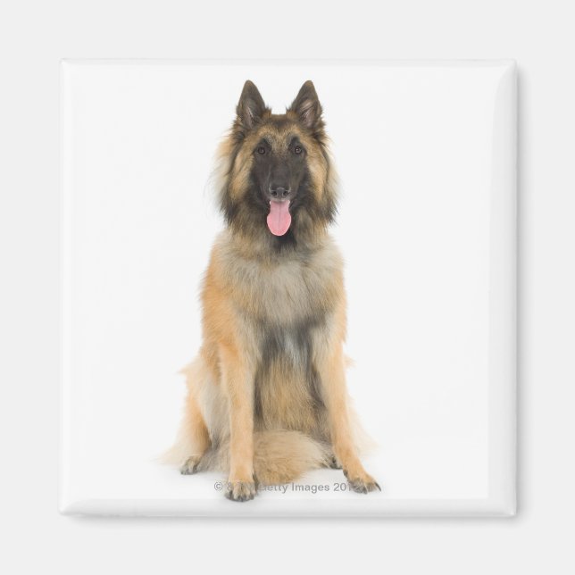Aimant Portrait de Belgian shepherd dog (Devant)
