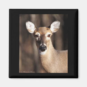 Aimant Portrait de biche de cerf de Virginie