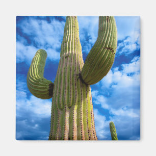 Aimant Portrait de cactus du Saguaro, Arizona