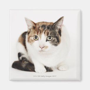 Aimant Portrait de Calico cat
