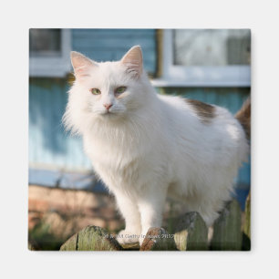 Aimant Portrait de chat sur la barrière