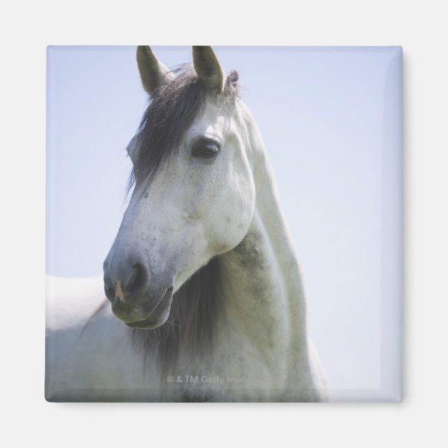 Aimant portrait de cheval blanc (Devant)