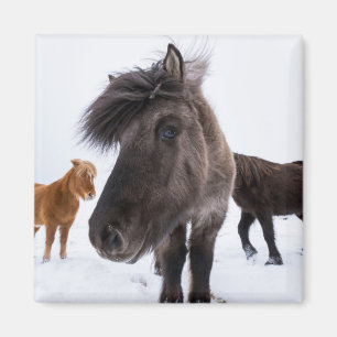 Aimant Portrait de cheval islandais, Islande