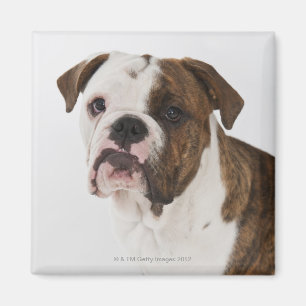 Aimant Portrait de chiot mignon de bouledogue