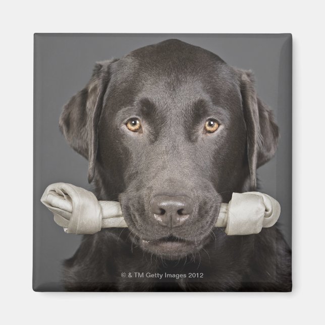 Aimant Portrait de chocolat labrador (Devant)