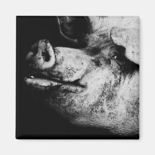 Aimant portrait de cochon