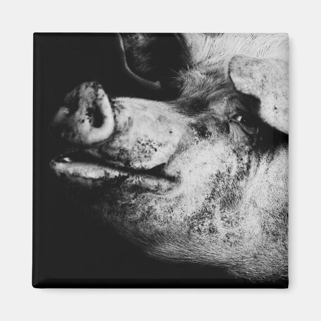 Aimant portrait de cochon (Devant)