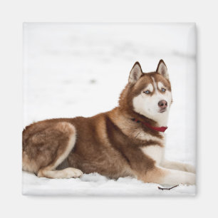 Aimant Portrait de Cute Siberian Husky