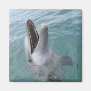 Aimant Portrait de dauphin de Bottlenose commun, des