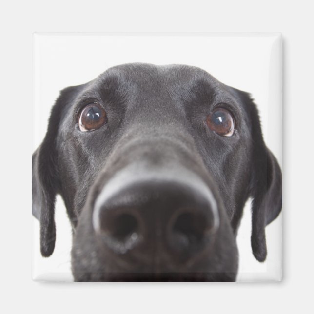Aimant Portrait de fermeture Black Labrador (Devant)