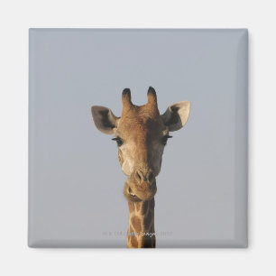 Aimant Portrait de girafe (camelopardalis de Giraffa)