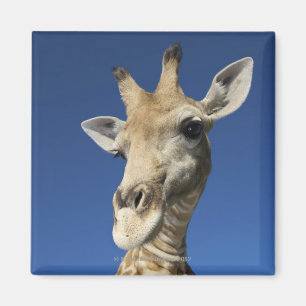 Aimant Portrait de girafe (Giraffa Camelopardalis) 2