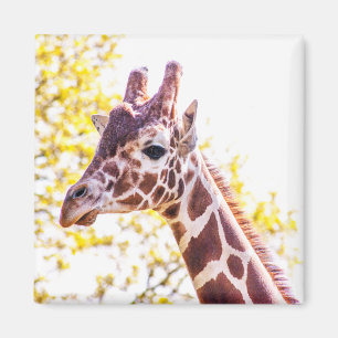 Aimant Portrait de Giraffe