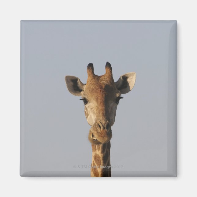 Aimant Portrait de Giraffe (Giraffa camelopardalis) (Devant)