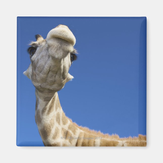 Aimant Portrait de Giraffe (Giraffa Camelopardalis) (Devant)