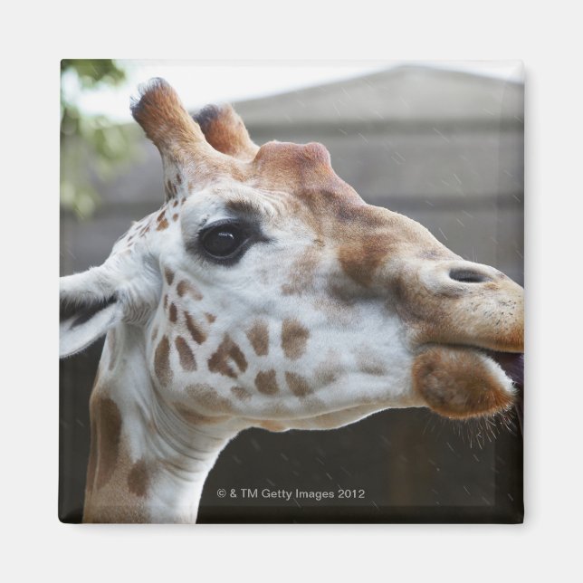 Aimant Portrait de Giraffe (Giraffa camelopardalis) (Devant)