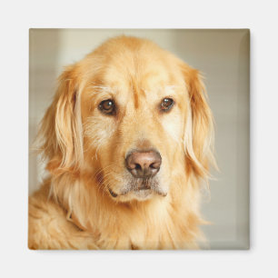 Aimant Portrait de Golden Retriever