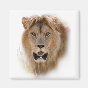 Aimant Portrait de lion