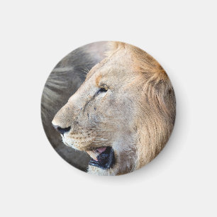Aimant Portrait de Lion