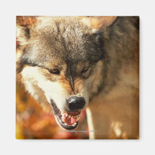 Aimant Portrait de loup grognant