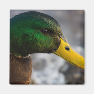Aimant Portrait de Male Mallard