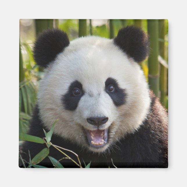Aimant Portrait de Panda Souriant (Devant)