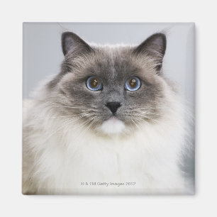 Aimant Portrait de Ragdoll