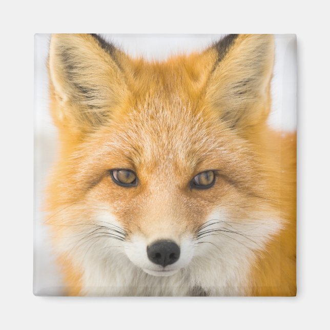 Aimant Portrait de renard roux (Devant)