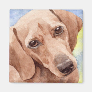 Aimant Portrait de Short Coat Dachshund