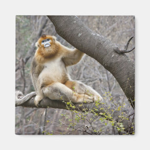 Aimant Portrait de singe doré mâle dans un arbre