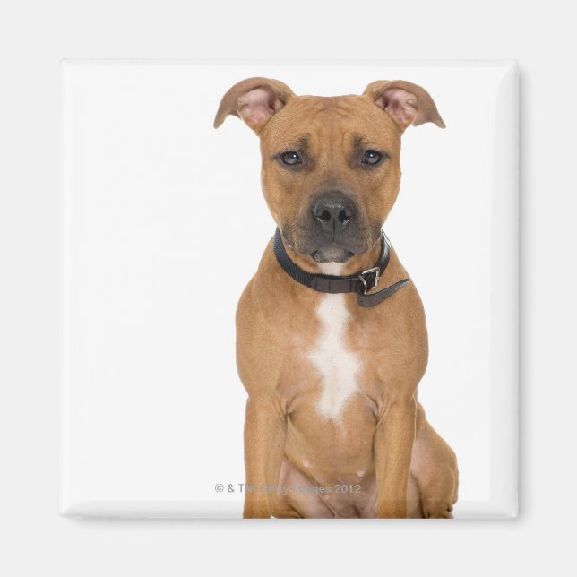 Aimant Portrait de studio américain pit bull puppy 3 (Devant)