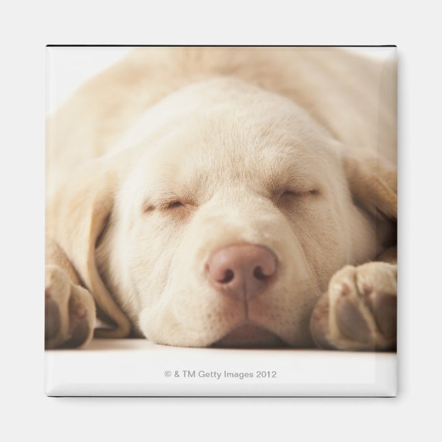 Aimant Portrait de studio de Yellow Labrador Retriever (Devant)