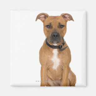 Aimant Portrait de studio du chiot américain 3 de pitbul
