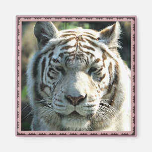 Aimant Portrait de tigre blanc avec des marques brun chau