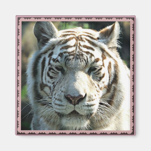 Aimant Portrait de tigre blanc avec des marques brun chau (Devant)