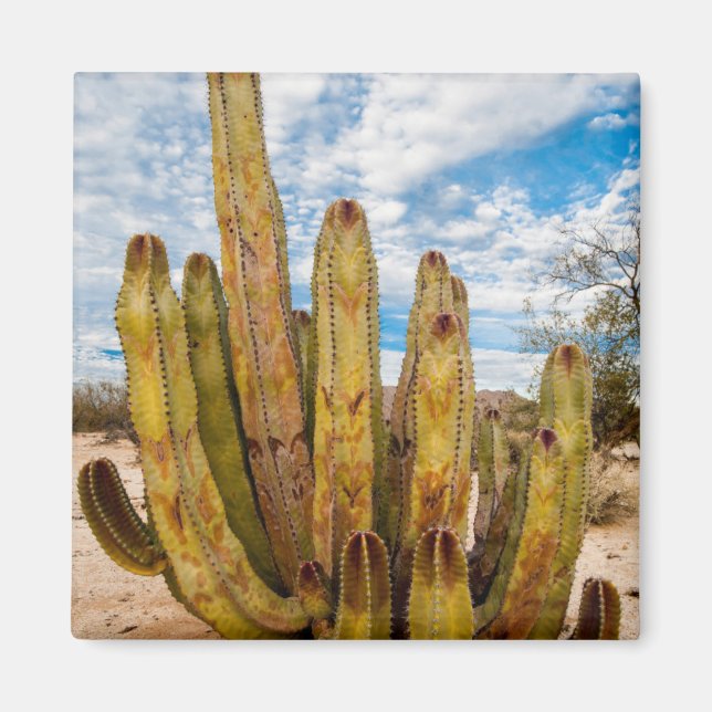 Aimant Portrait de vieux cactus, Mexique (Devant)