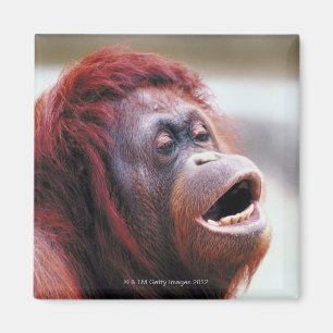 Aimant Portrait d'orang-outan
