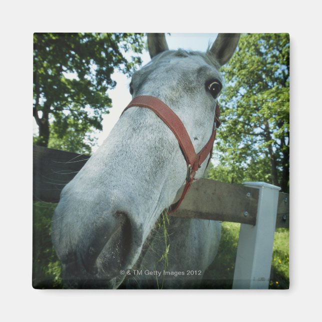 Aimant Portrait du cheval (Devant)