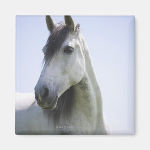 Aimant portrait du cheval blanc