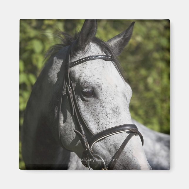 Aimant portrait du cheval blanc 2 (Devant)