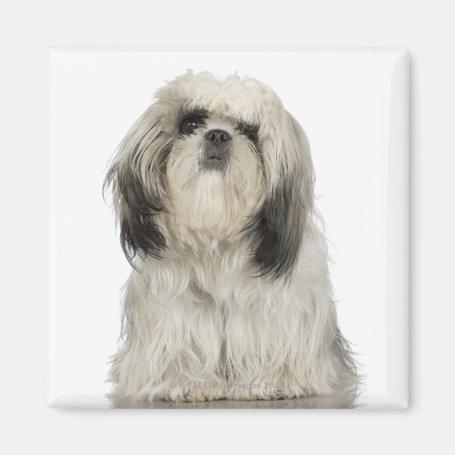 Aimant Portrait du chiot tibétain Terrier (Devant)