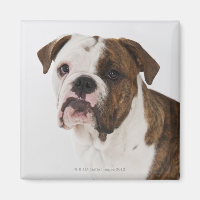 Aimant Portrait du mignon chiot Bulldog (Devant)