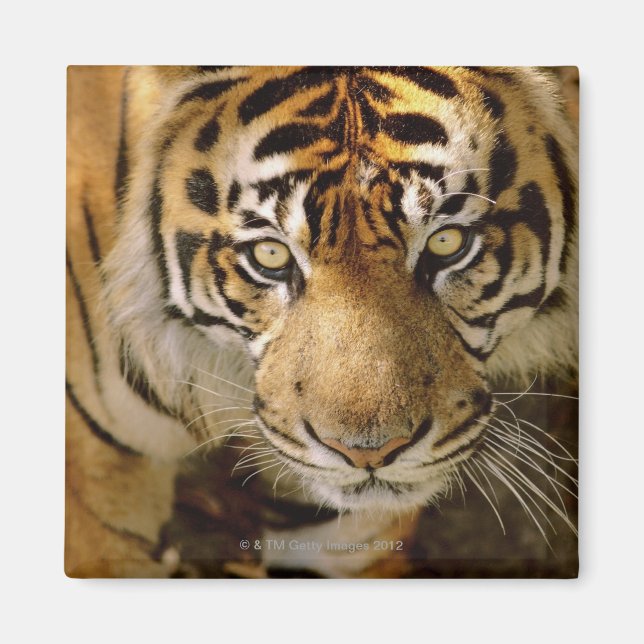 Aimant Portrait du tigre (Devant)