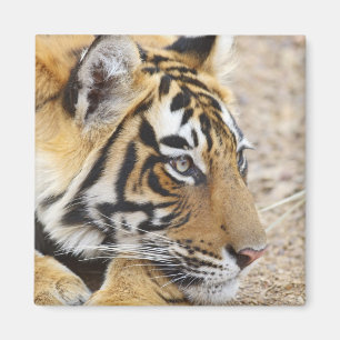 Aimant Portrait du tigre du Bengale royal, Ranthambhor