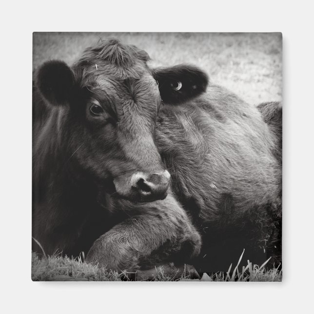 Aimant Portrait d'un Angus (Devant)